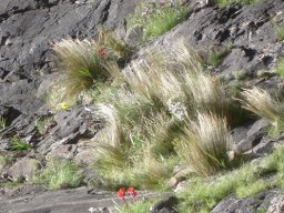 Gladiolus flanaganii corm in the rock